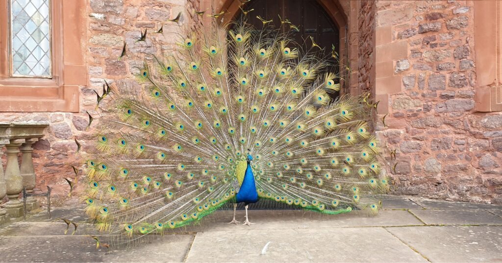 A History of Powis Castle